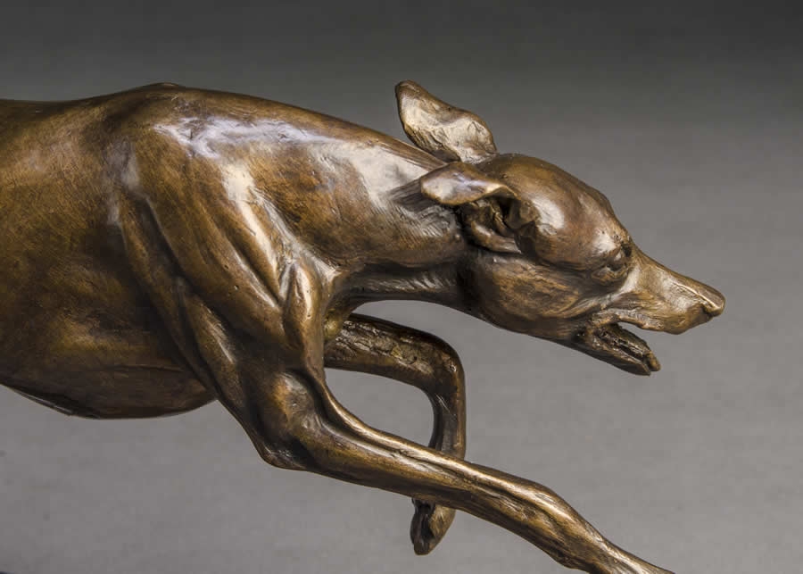 Greyhound Running